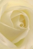 Transport yourself to the heart of Brent Cross with this close-up of a beautifully unfurling cream-white rose-an image as inviting as a tranquil morning on Brent Park Road. The composition draws you in past the spiraled petals, soft and almost ethereal, as gentle sunlight seeps through the outer layers, inviting a tactile daydream of their feather-light texture. Each fold whispers stories of patience and devotion, the signature touch of Brent Cross florists who carve beauty into everyday moments. There's a radiant calm here: shadows curl lightly within the ivory recesses, adding a quiet drama that suits gestures of sympathy, admiration, or fresh beginnings celebrated across Brent Cross. The subtle gradation between white and warm undertones, painted by nature and honed by human hands, suggests the care invested in each bloom. As you imagine leaning in, a whisper of sweet, understated fragrance fills the air-clean, lasting, and comforting. This rose feels like more than a flower; it is the reflection of Brent Cross's unique spirit-graceful, supportive, and beautifully resilient, always ready to mark an important occasion or simply say, 'I'm here for you' with honest simplicity.